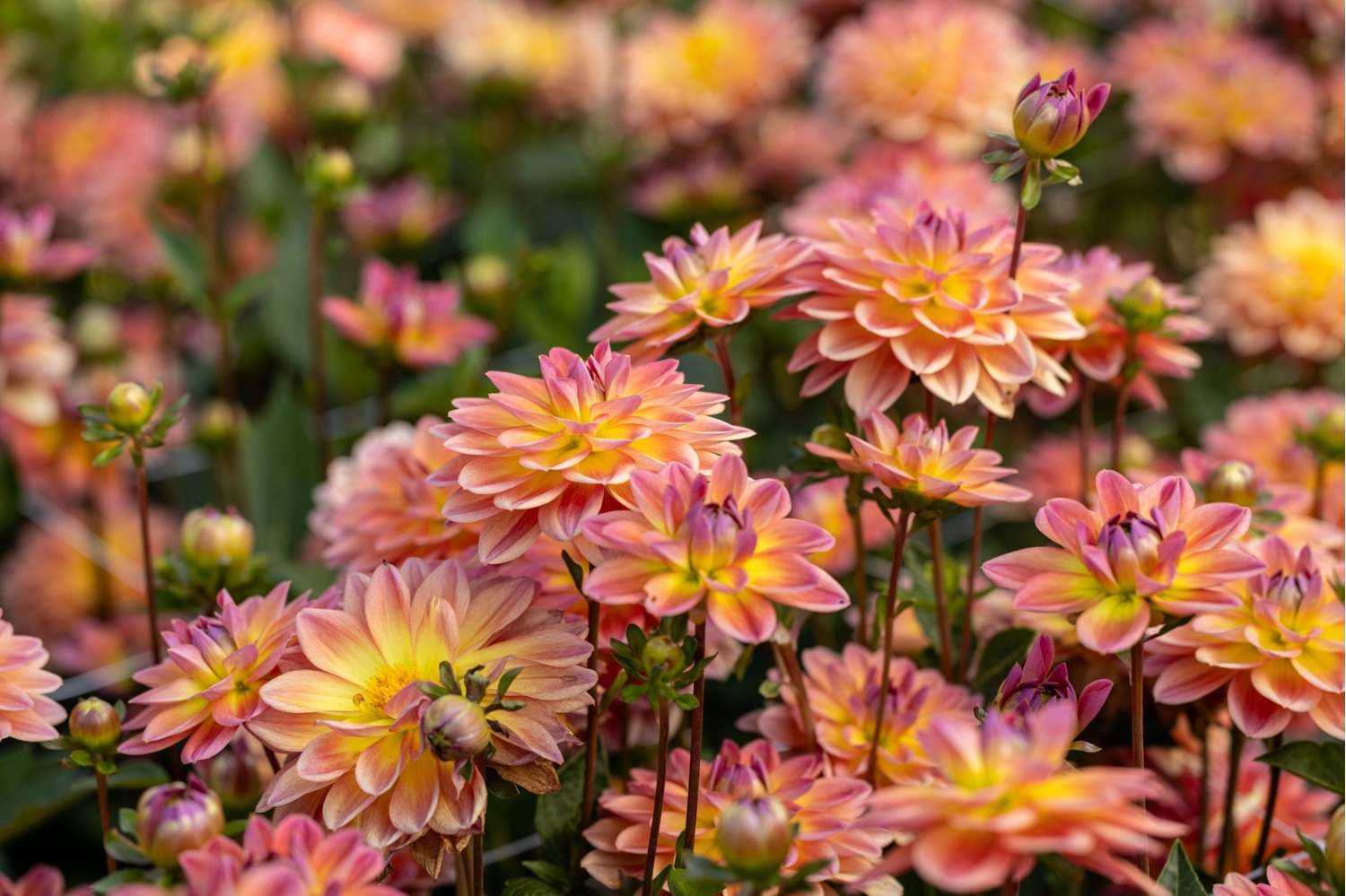 Dahlie 'Pacific View'